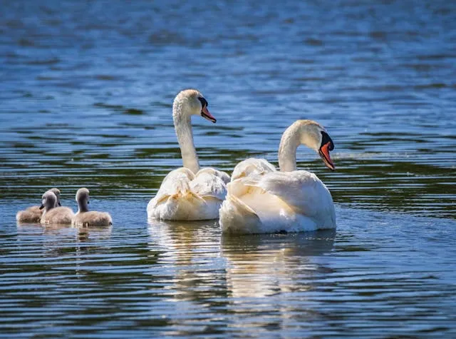 Bring Your Ideas to Life With Easy Stunning Animations