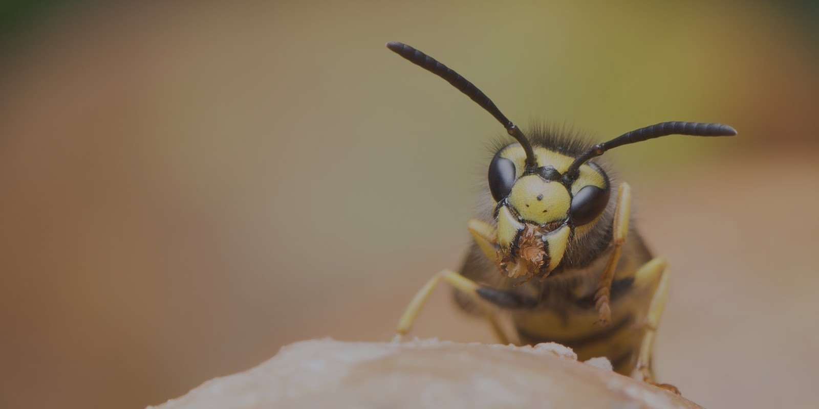 Why Calling a Professional Wasp Exterminator Matters More Than Ever